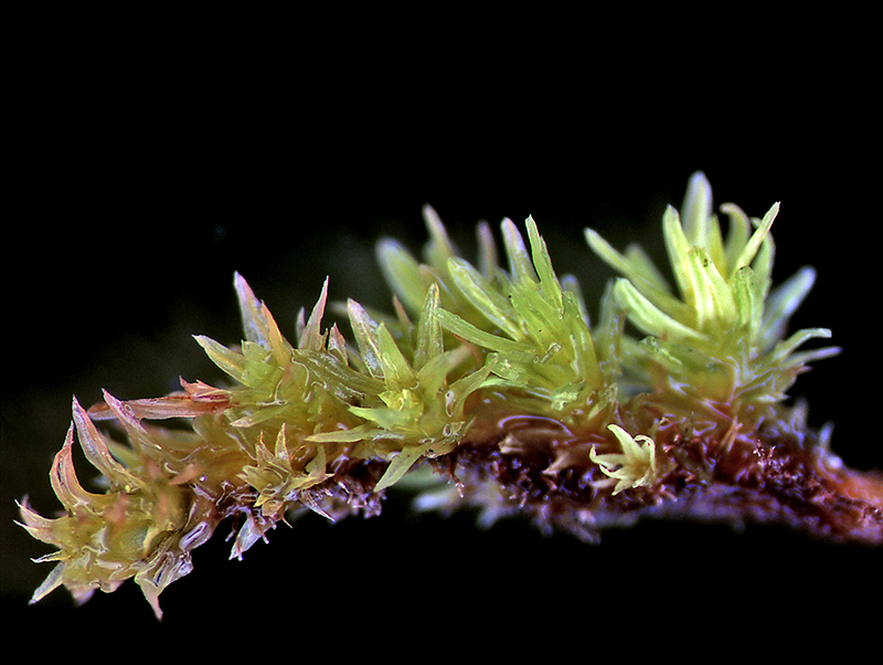 https://www.nzplants.auckland.ac.nz/en/about/mosses/native-species/orthotrichaceae/Macromitrium-prorepens.html